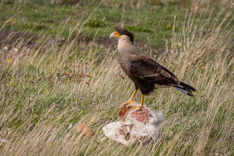 099 Torres Del Paine, kuifcaracara.jpg